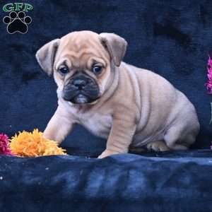 Princess, Miniature Bulldog Puppy